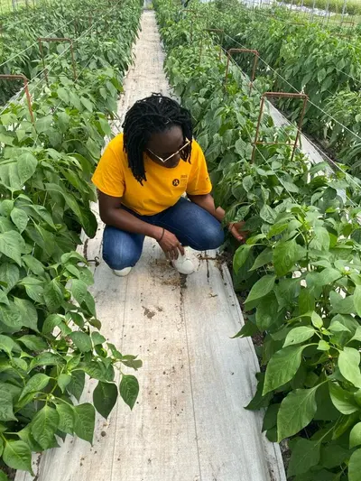 A Mumita agronomist crouches between rows of young crop plants to check them