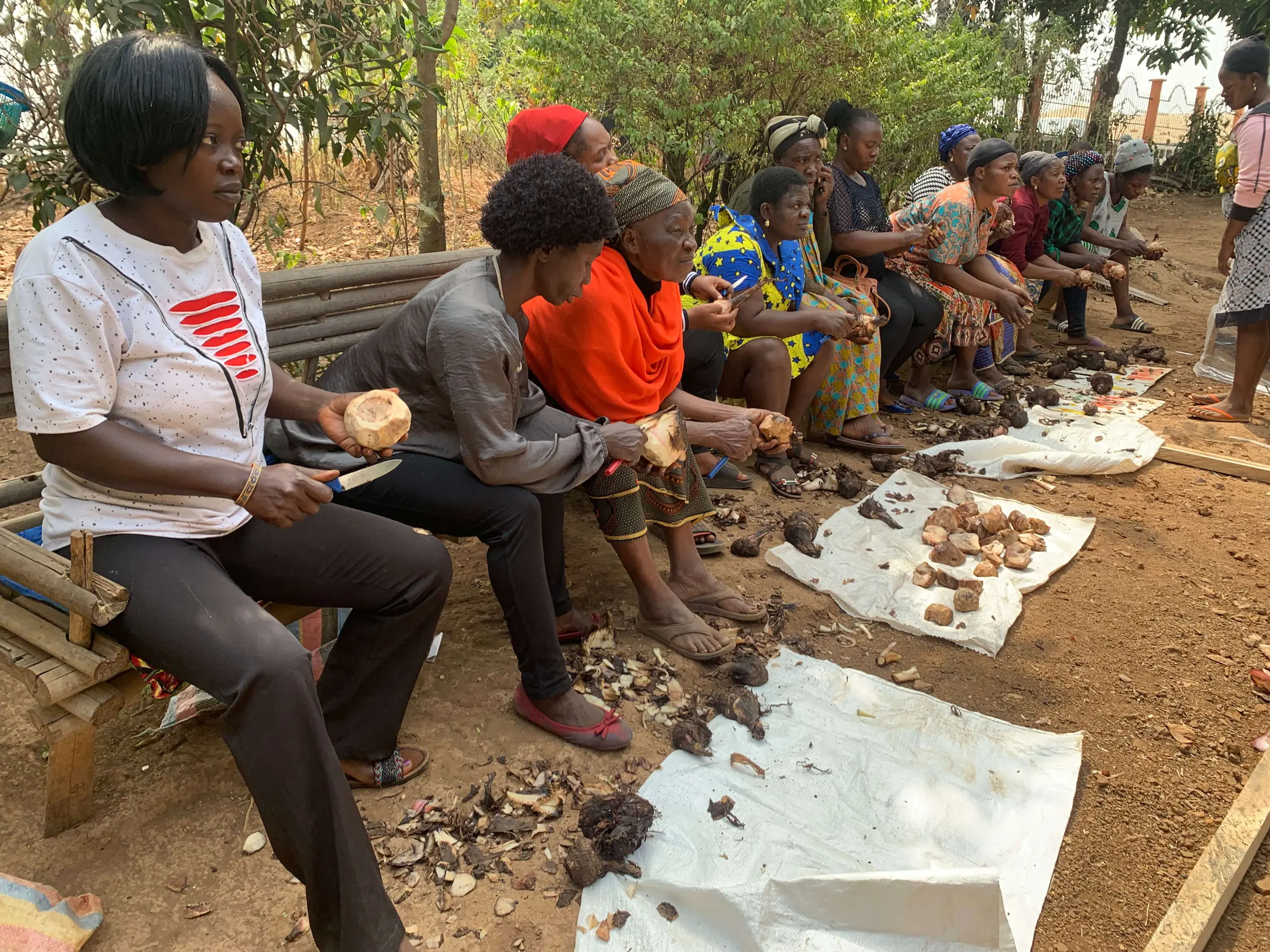 Women farmers seated outdoors peeling root crops, the peeled pieces laid out on sacks