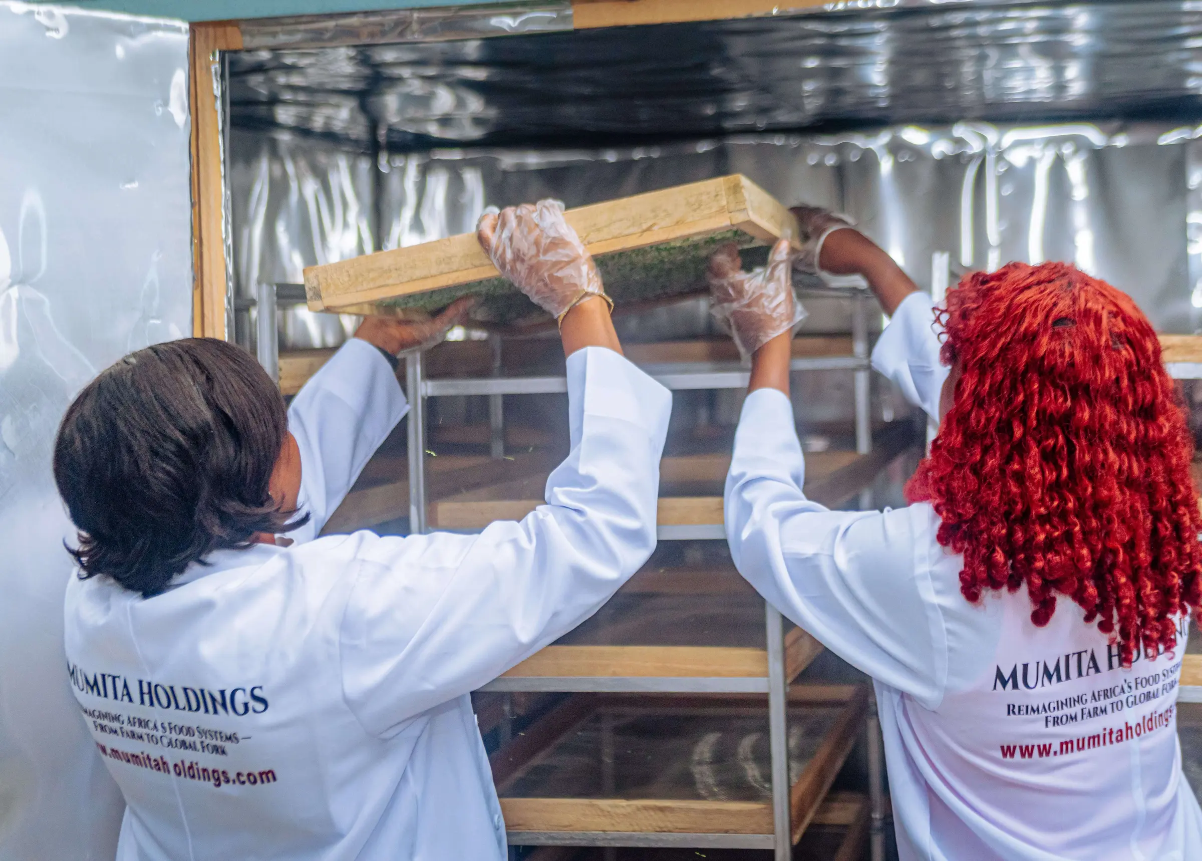 Two staff in Mumita Holdings coats loading trays onto a drying rack