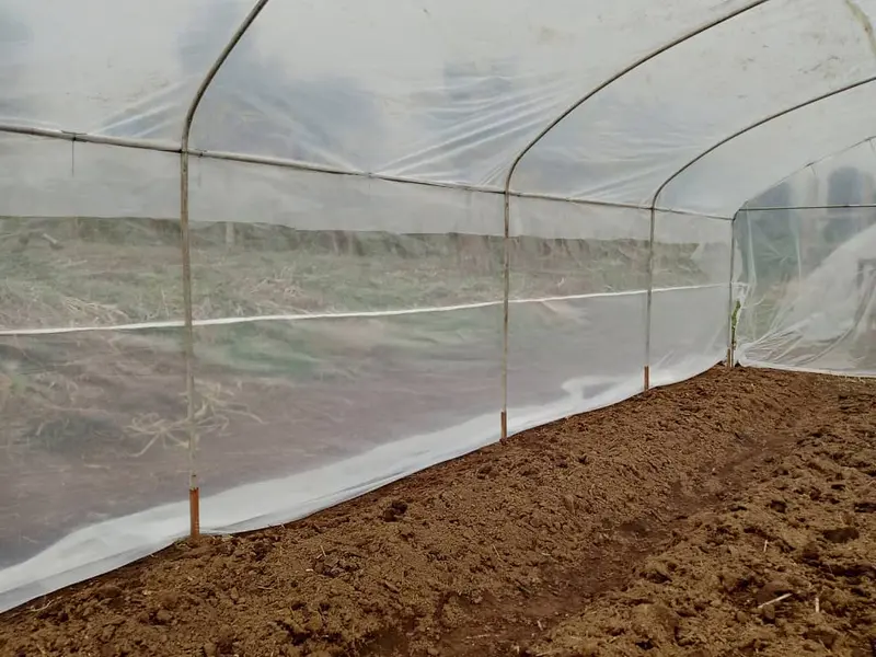A prepared bed of dark soil inside an empty greenhouse