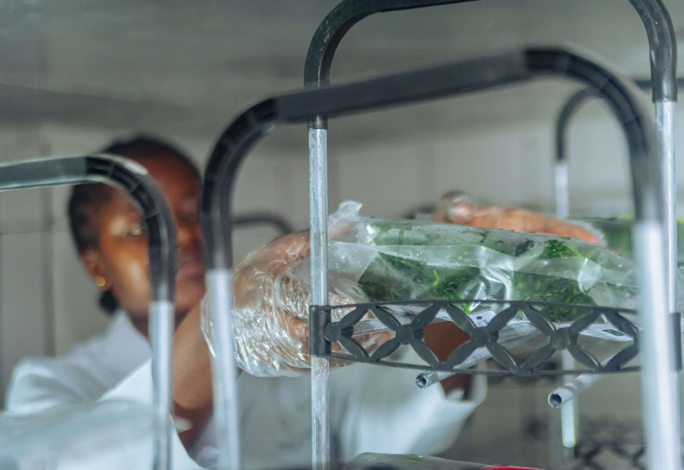 Trays of dried leafy vegetables on a rack in the Mumita lab