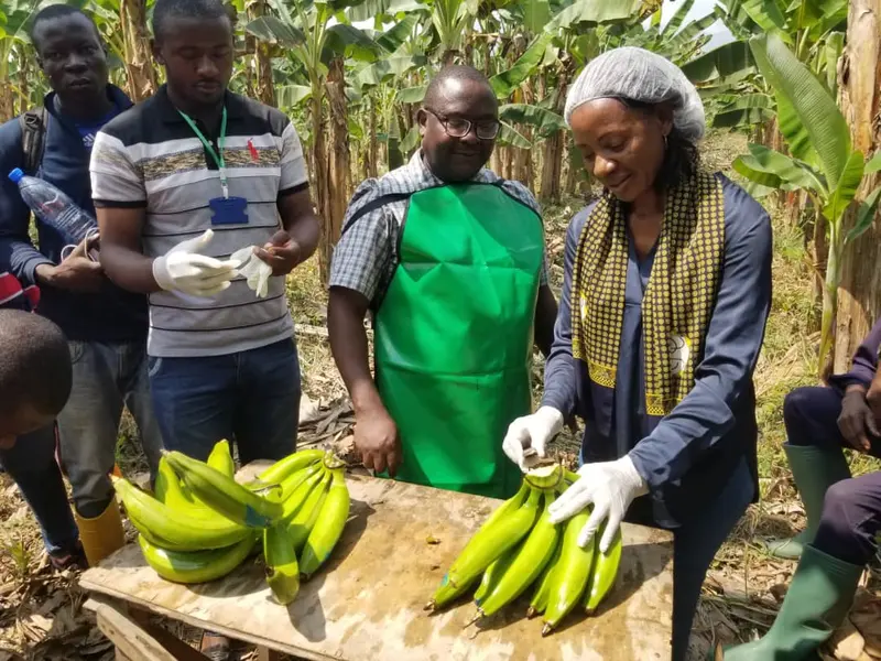 Trainees in gloves and aprons handling plantain bunches on a table in a plantain field