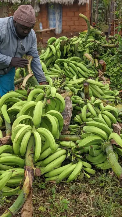A farmer lifts a bunch of green plantain from a harvested pile