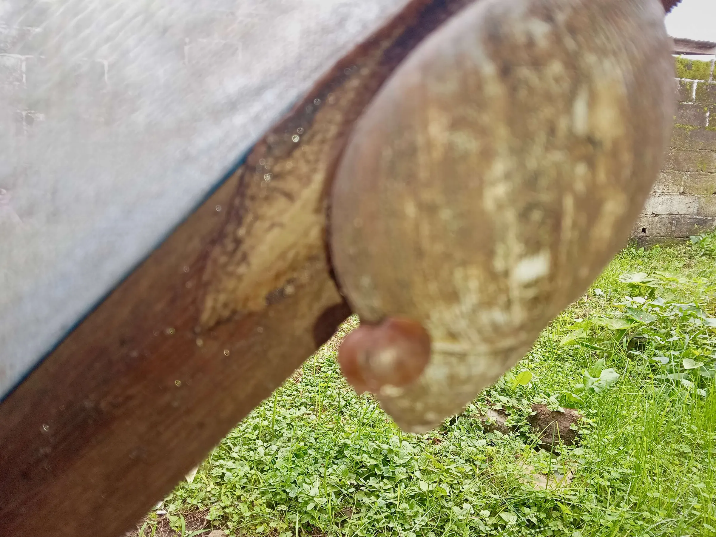A snail climbing the wooden frame of a breeding pen