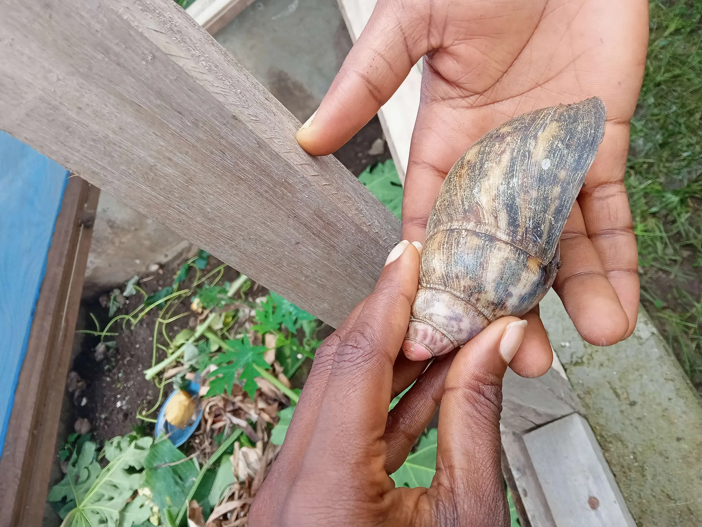 Snails clustered under a wooden rail in a breeding pen