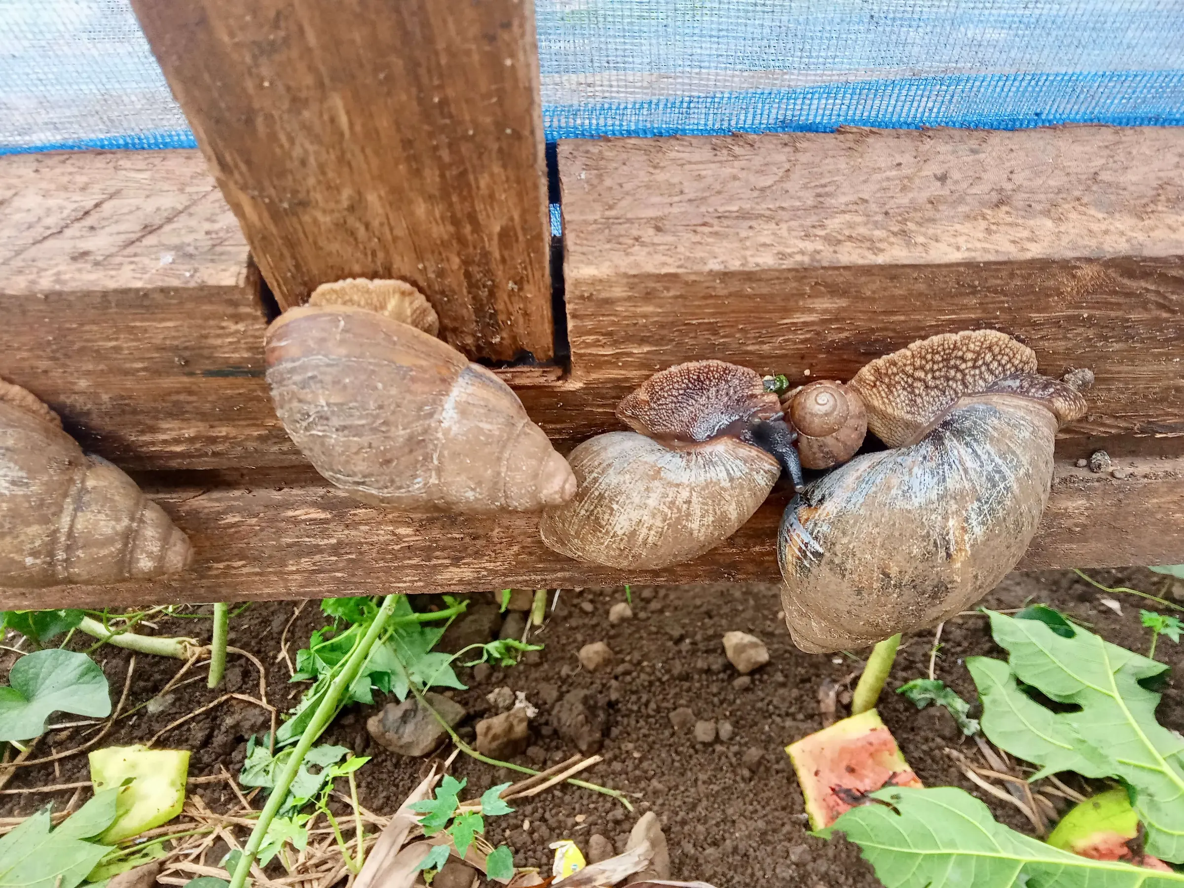 Snails on the wooden frame of a breeding pen