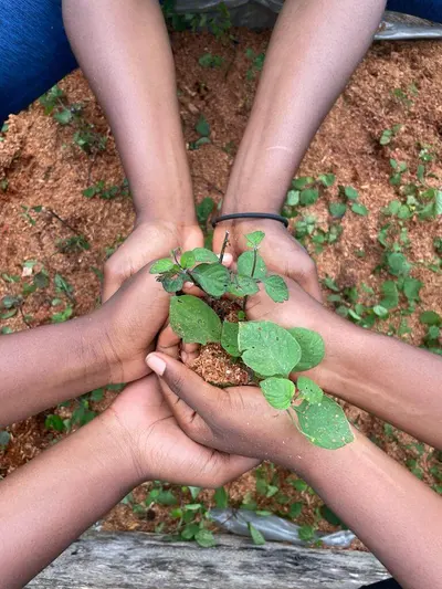 Hands cupping seedlings in fresh soil