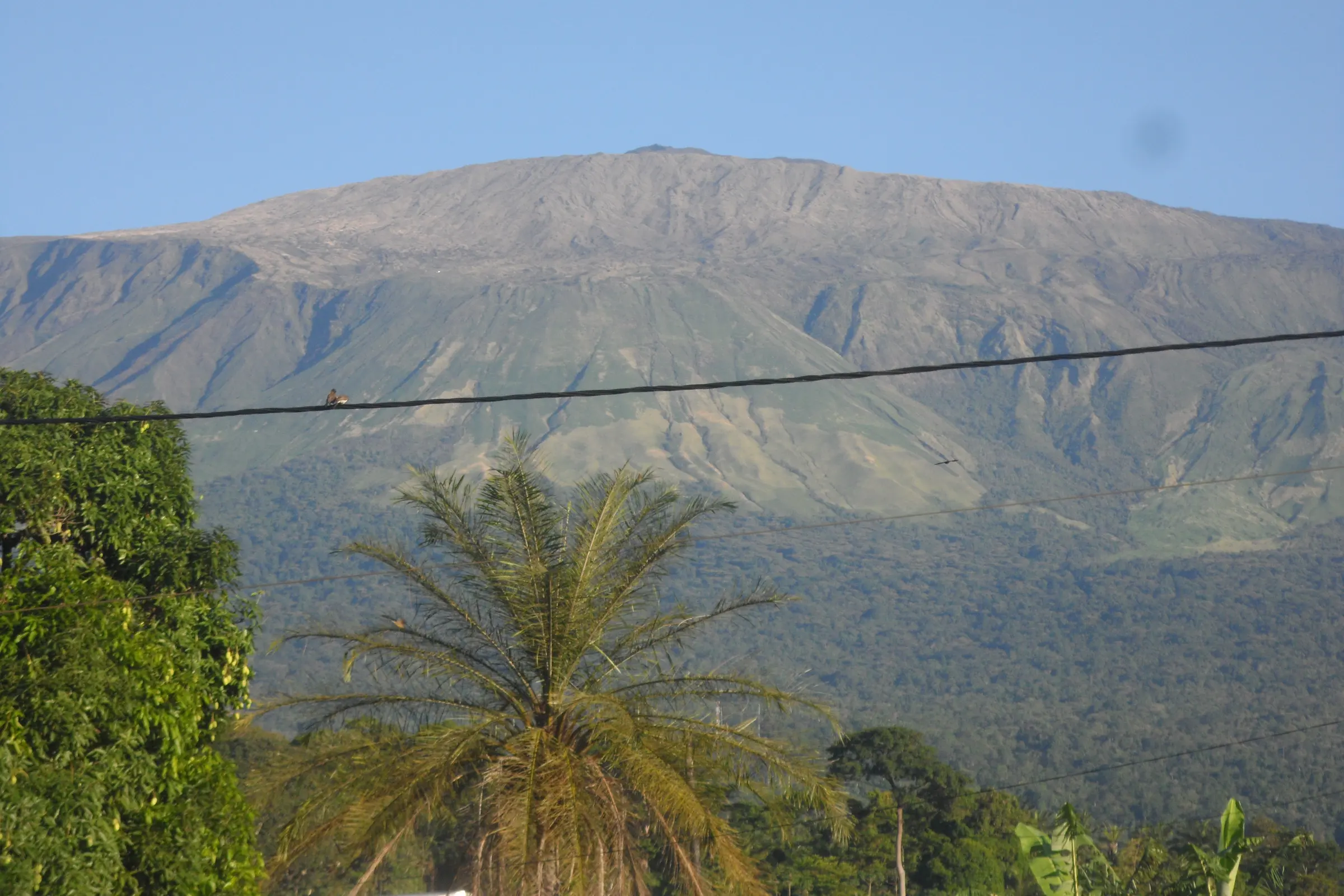 Mount Cameroon rising above palms and forest under a clear morning sky