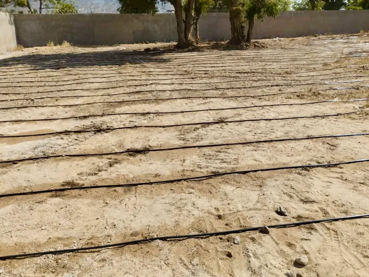 Raised sandy nursery beds with drip lines