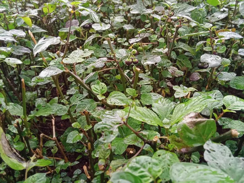 A dense bed of indigenous leafy vegetables