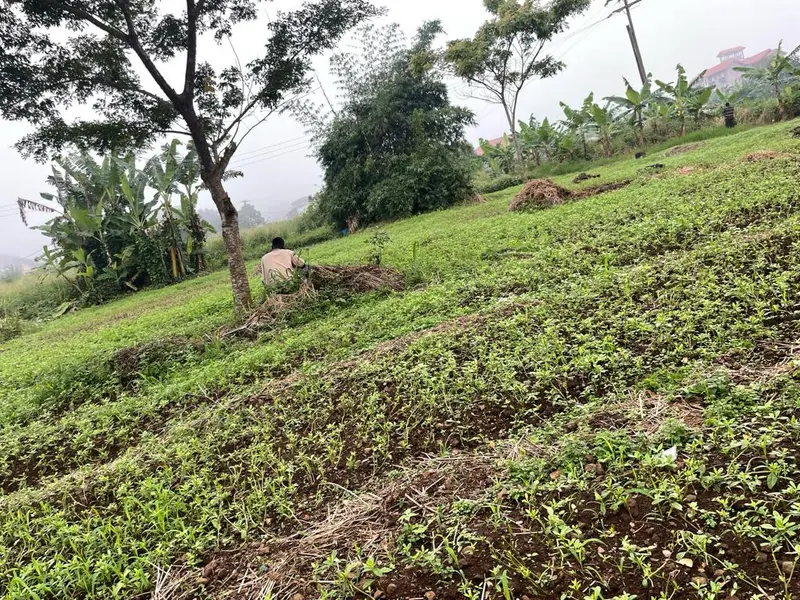 Terraced beds of leafy vegetables on a slope