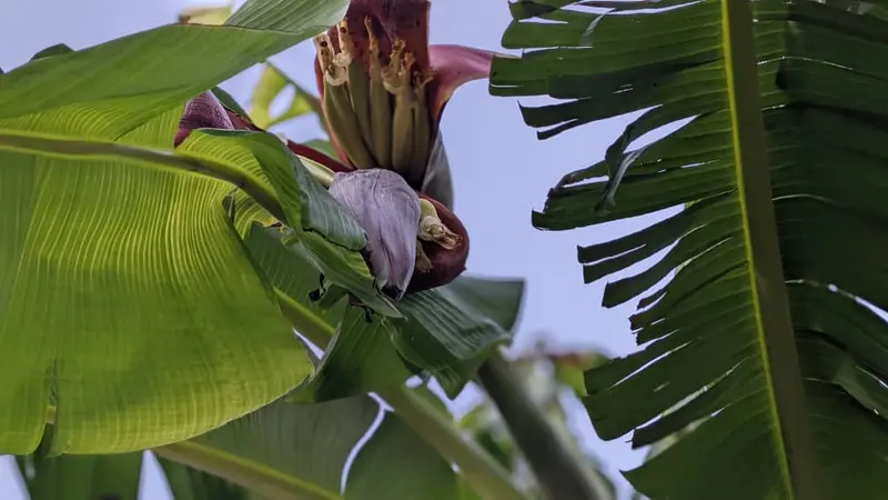 A plantain plant with its flower and a young bunch