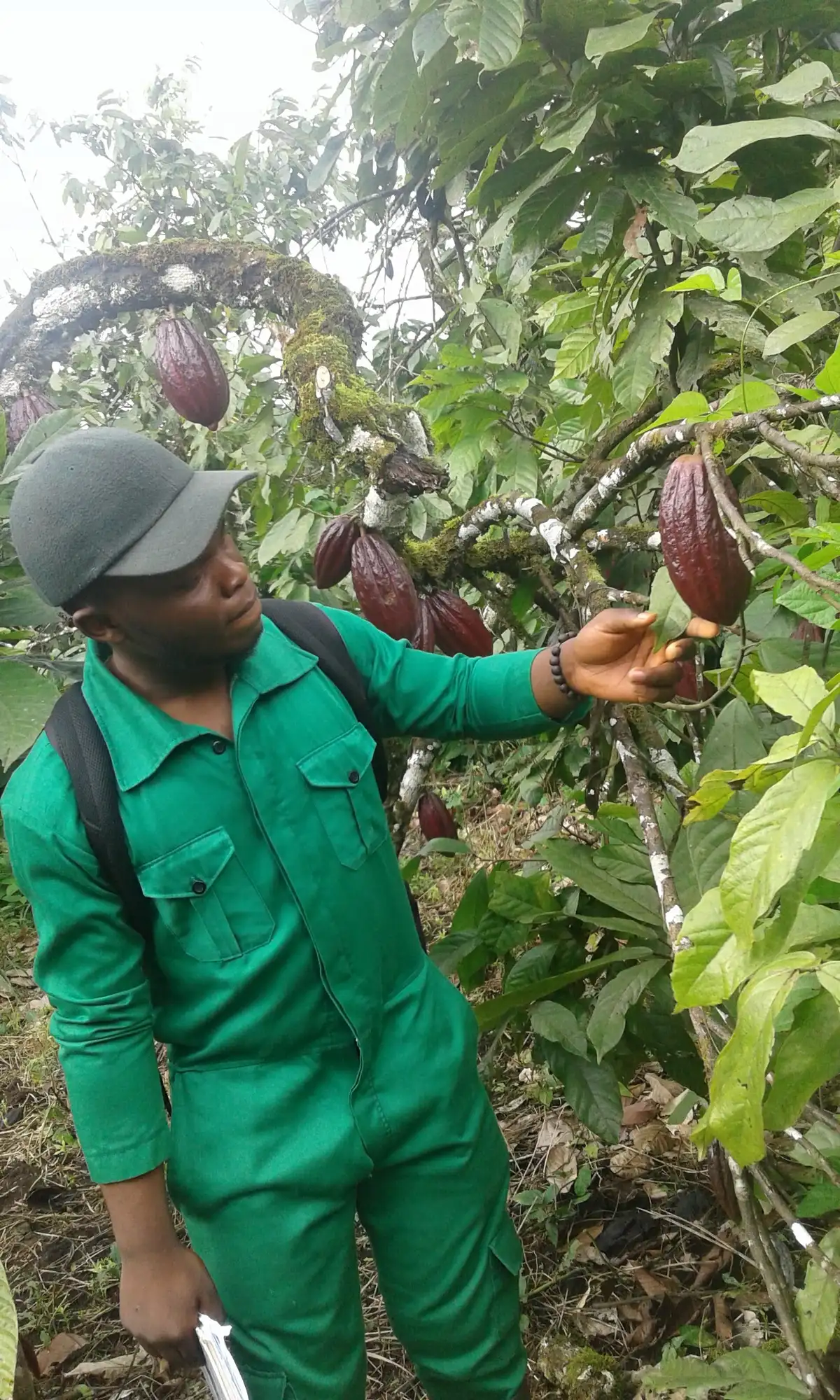 An agronomist inspects cacao pods on the tree
