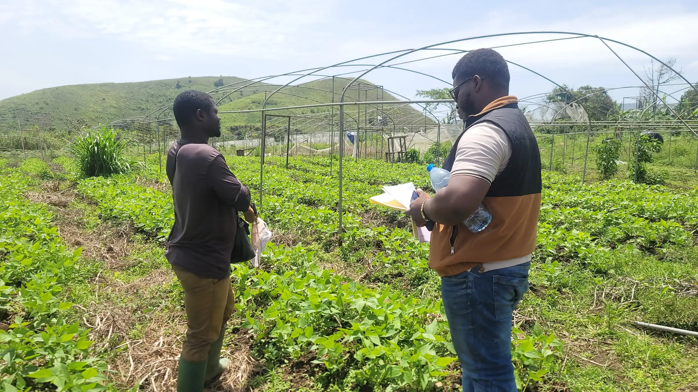 Two men talk in a vegetable field, with greenhouse frames on the hill behind