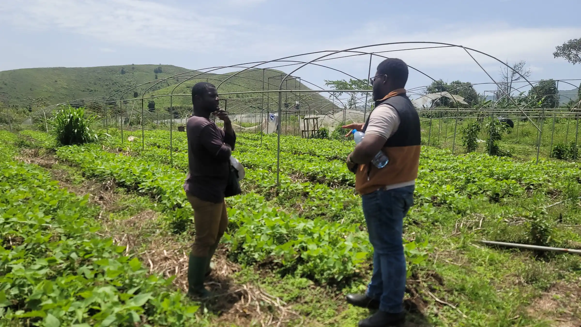 Two men talk in a vegetable field, with greenhouse frames on the hillside behind