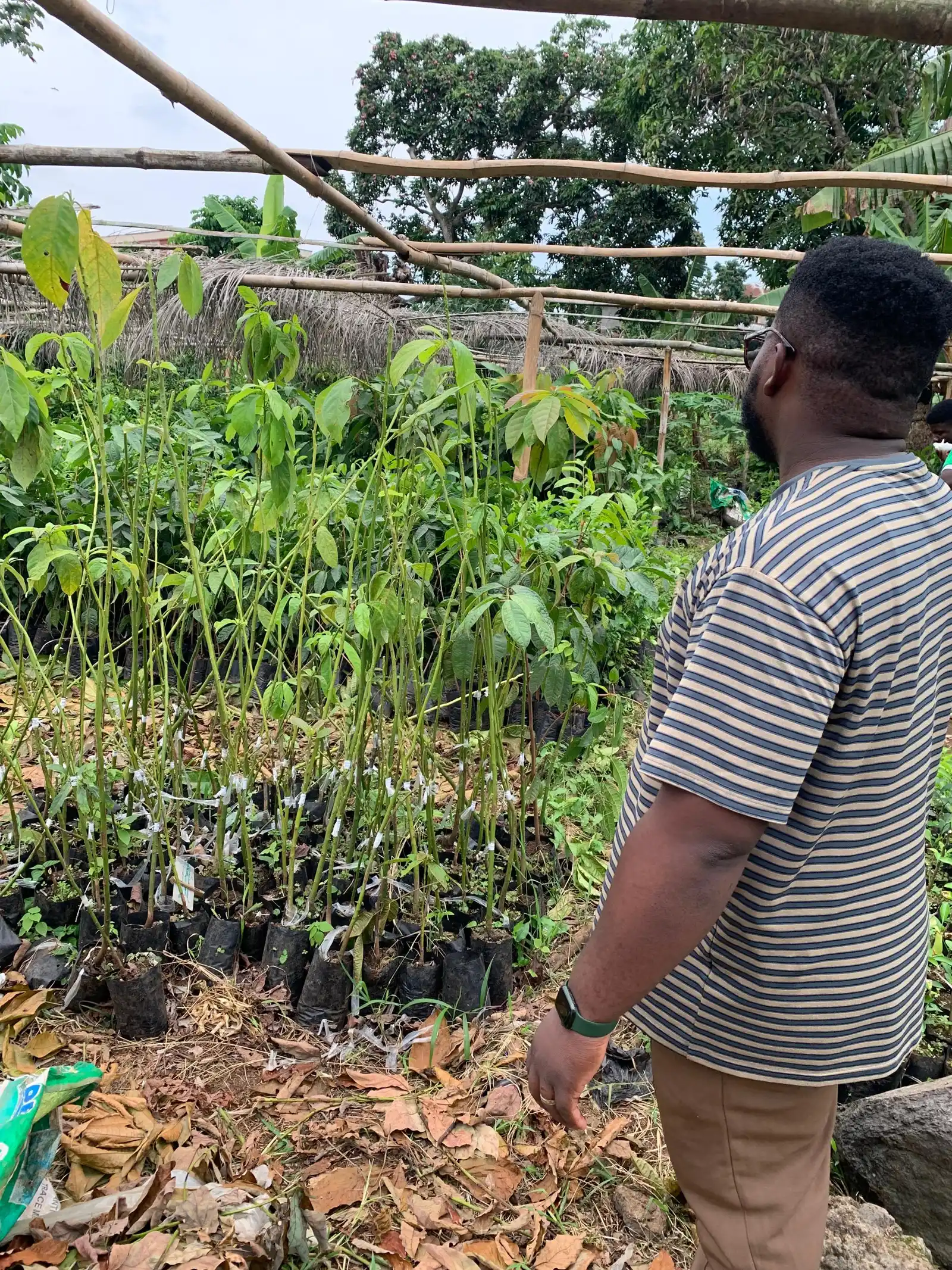 A man looks over rows of potted seedlings in a nursery