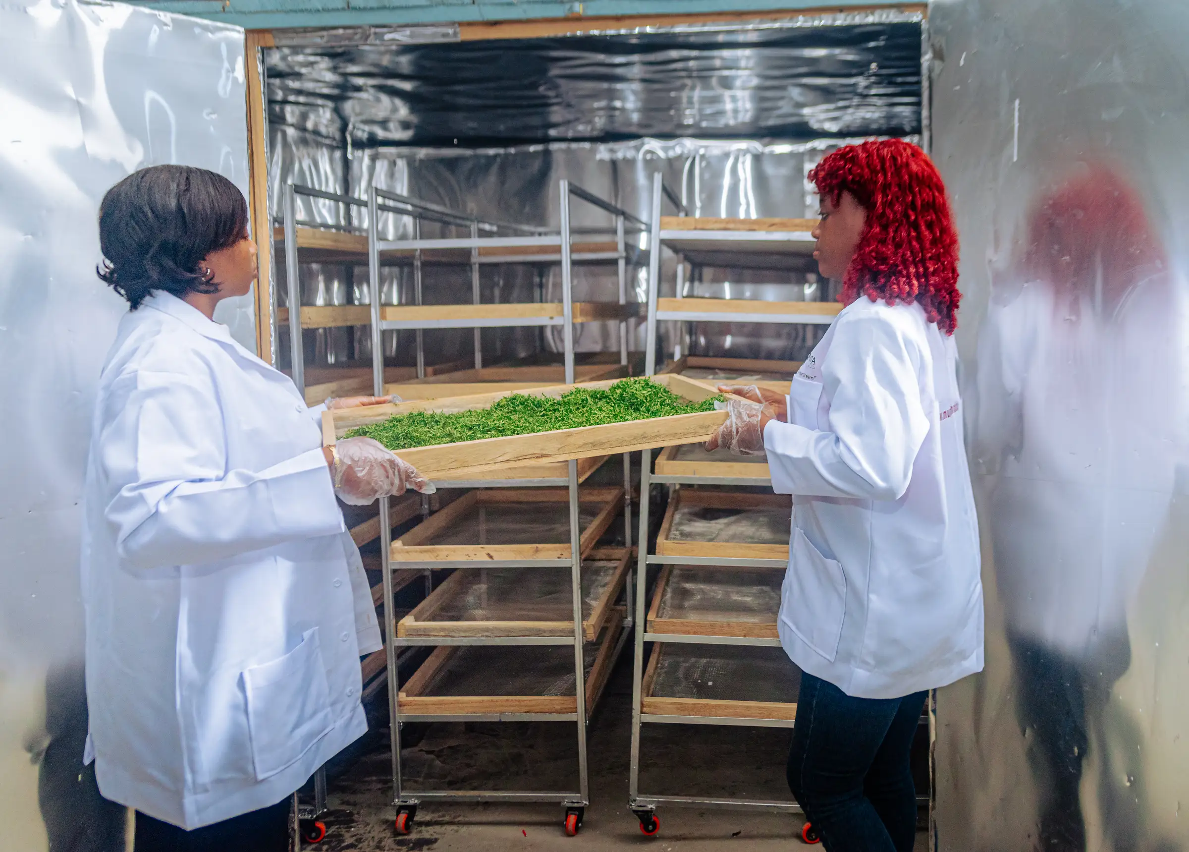 Two Mumita staff load a tray of leaves into a stainless drying cabinet