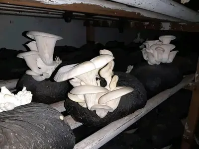 Oyster mushrooms fruiting from substrate bags on shelves
