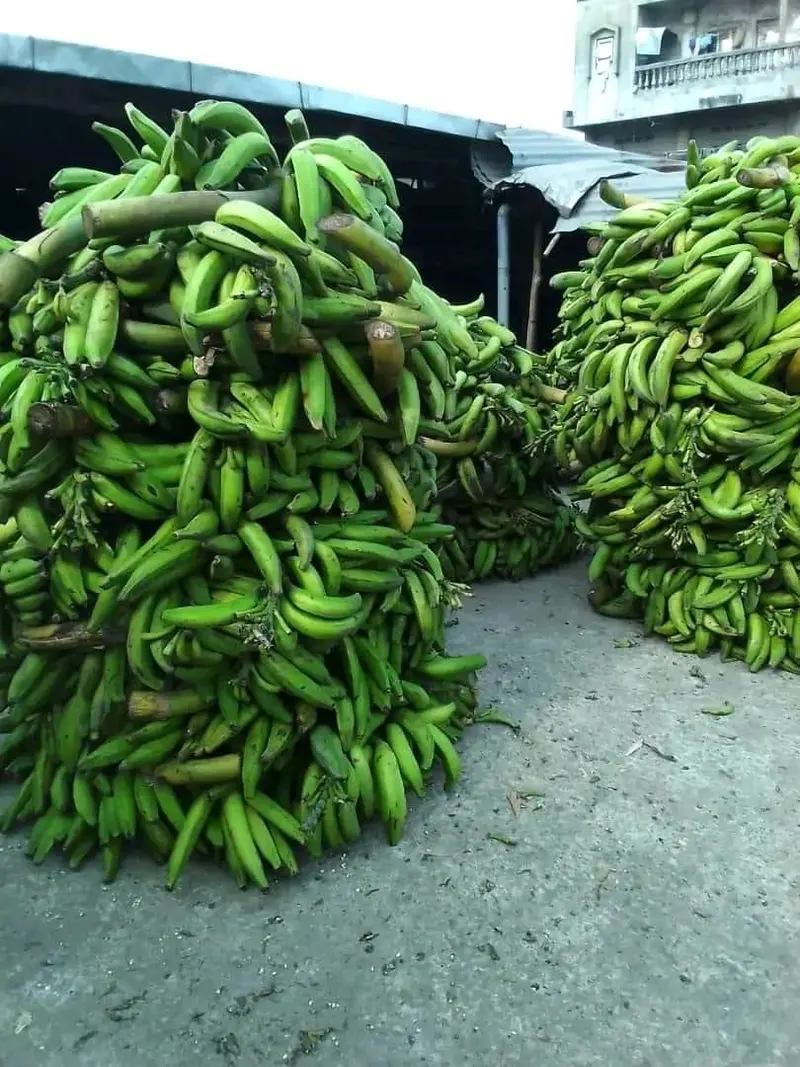 Two tall stacks of green plantain bunches in a yard