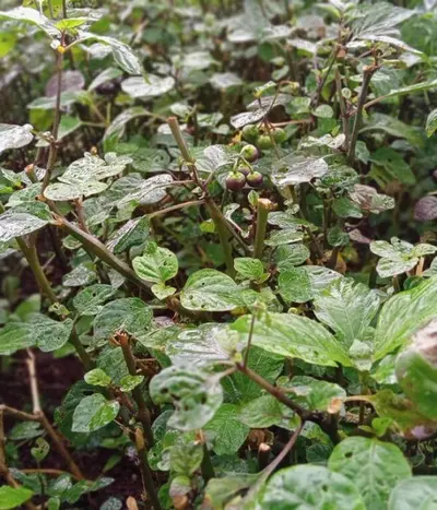 Close-up of leafy green plants growing on a farm plot