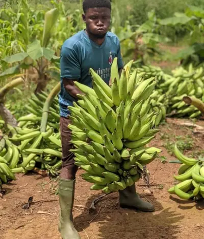 A farmer carries a large bunch of green plantains