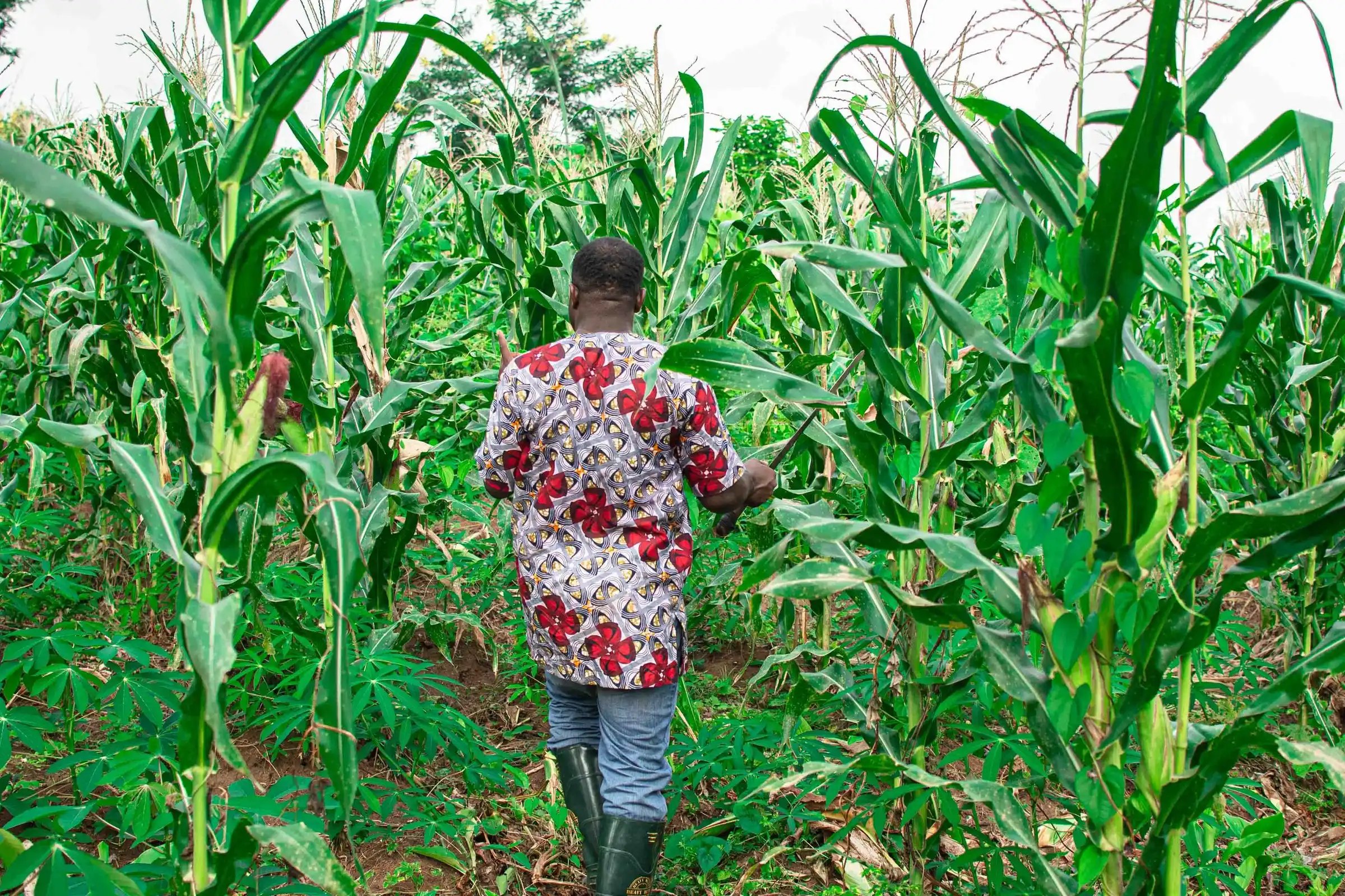 A man walks away through tall green maize