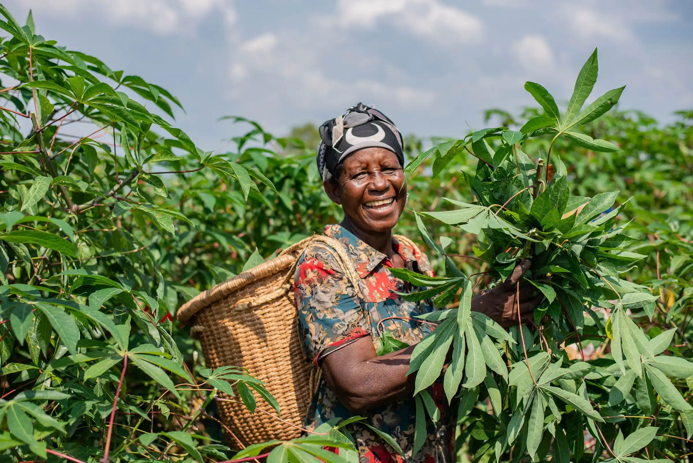 A woman with a basket on her back laughs as she picks cassava leaves