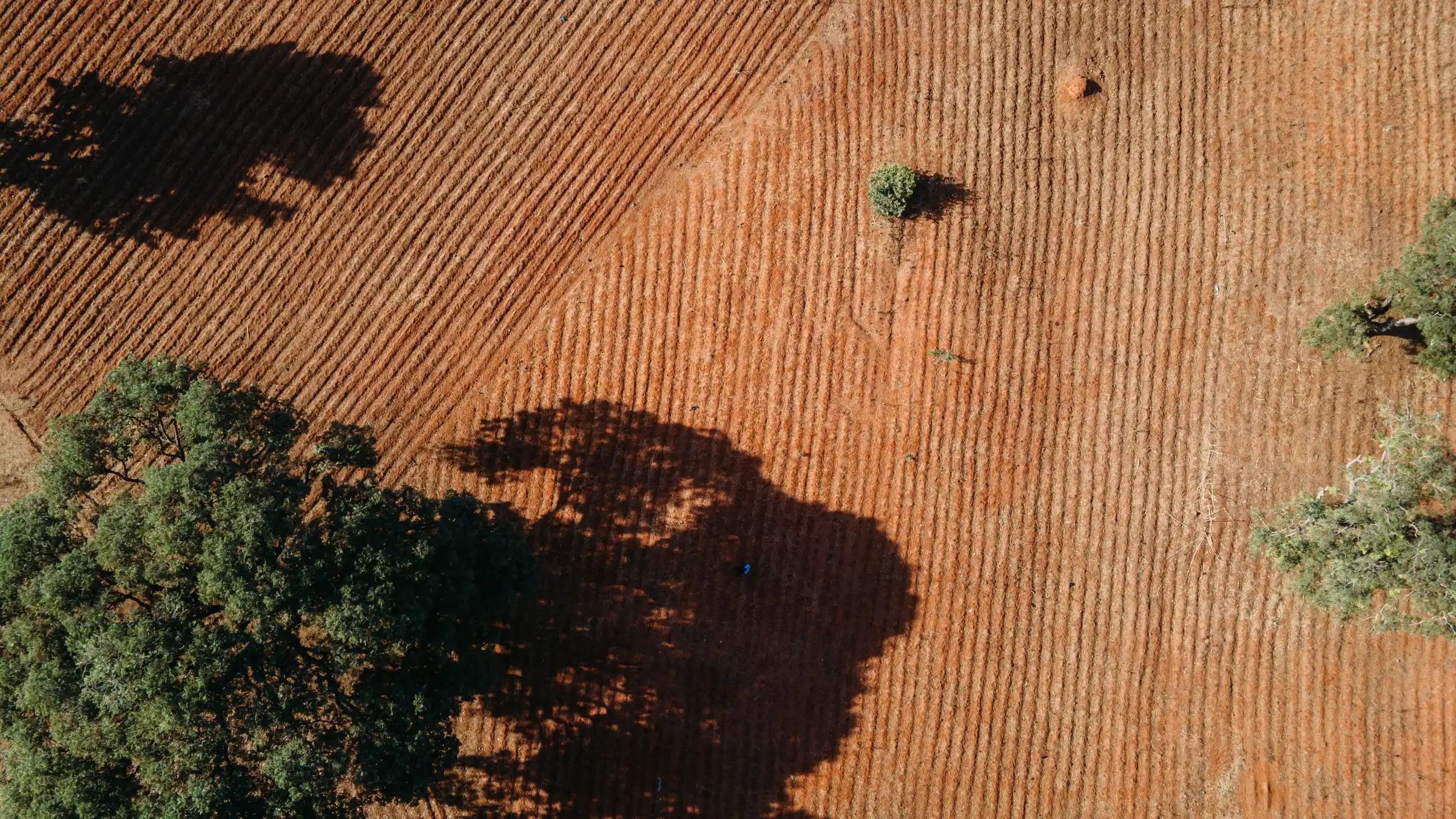 Trees casting long shadows across a farm field