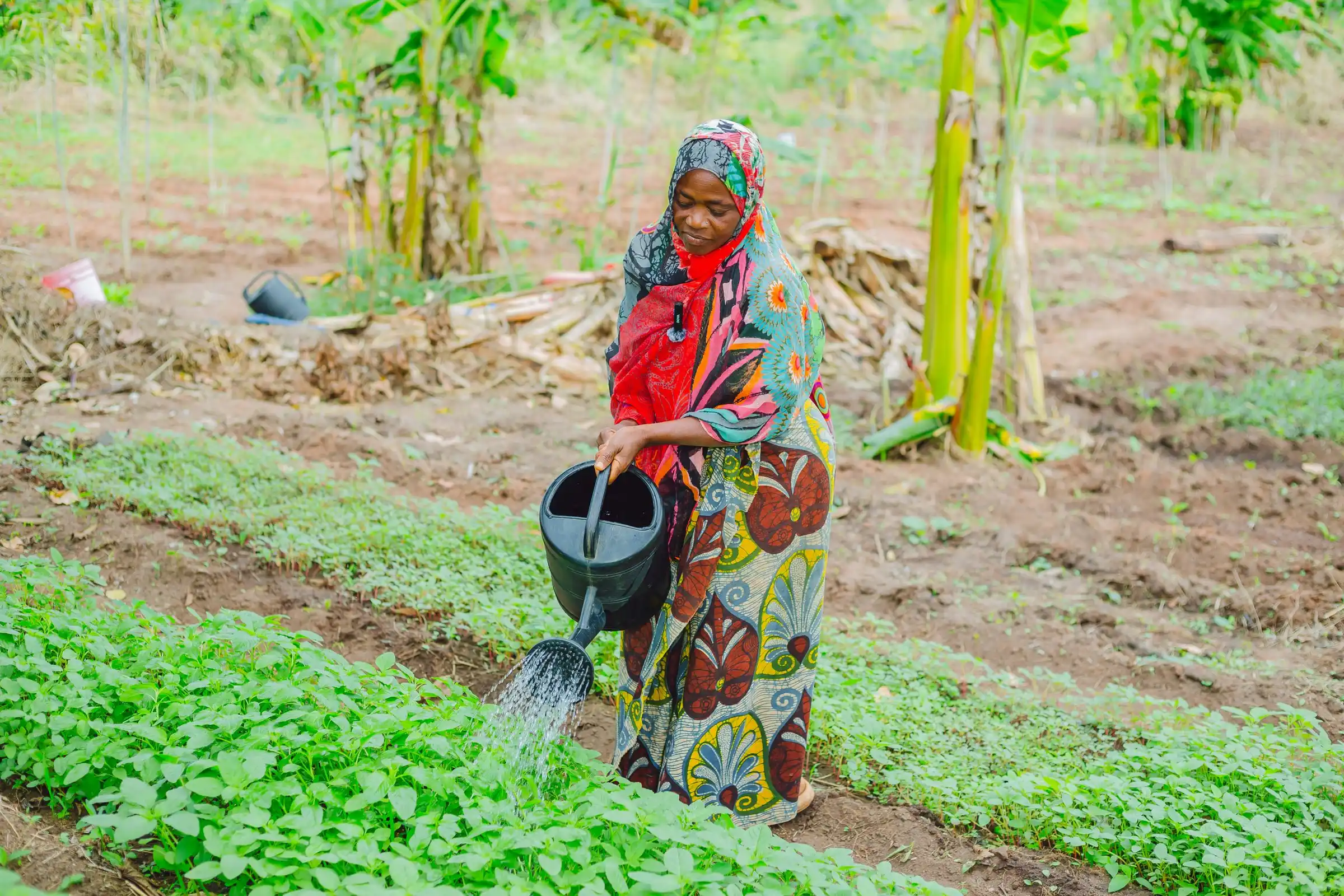 A woman in a patterned wrapper waters a bed of young vegetables with a can