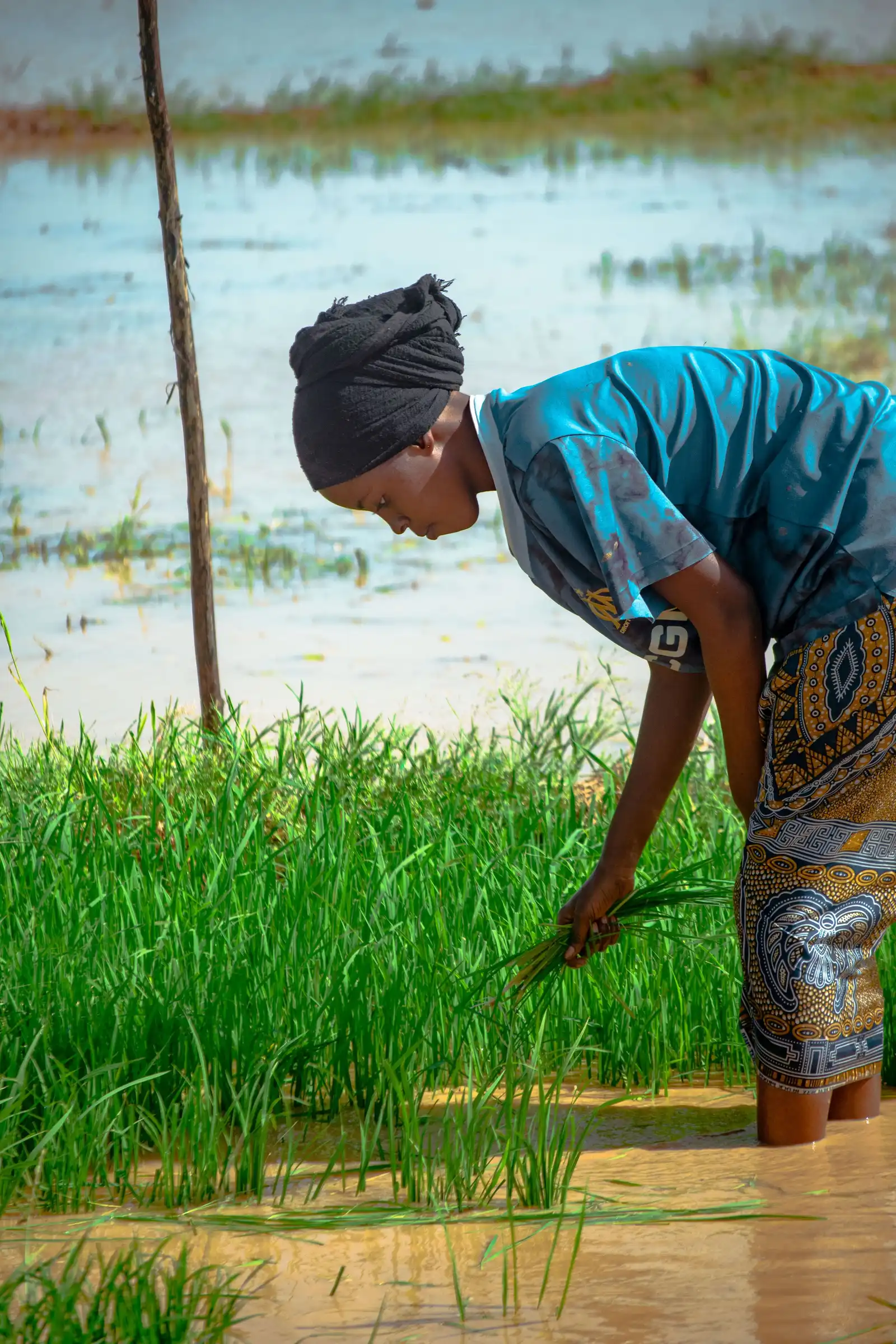 A woman in a headwrap bends to pull rice seedlings from a flooded field