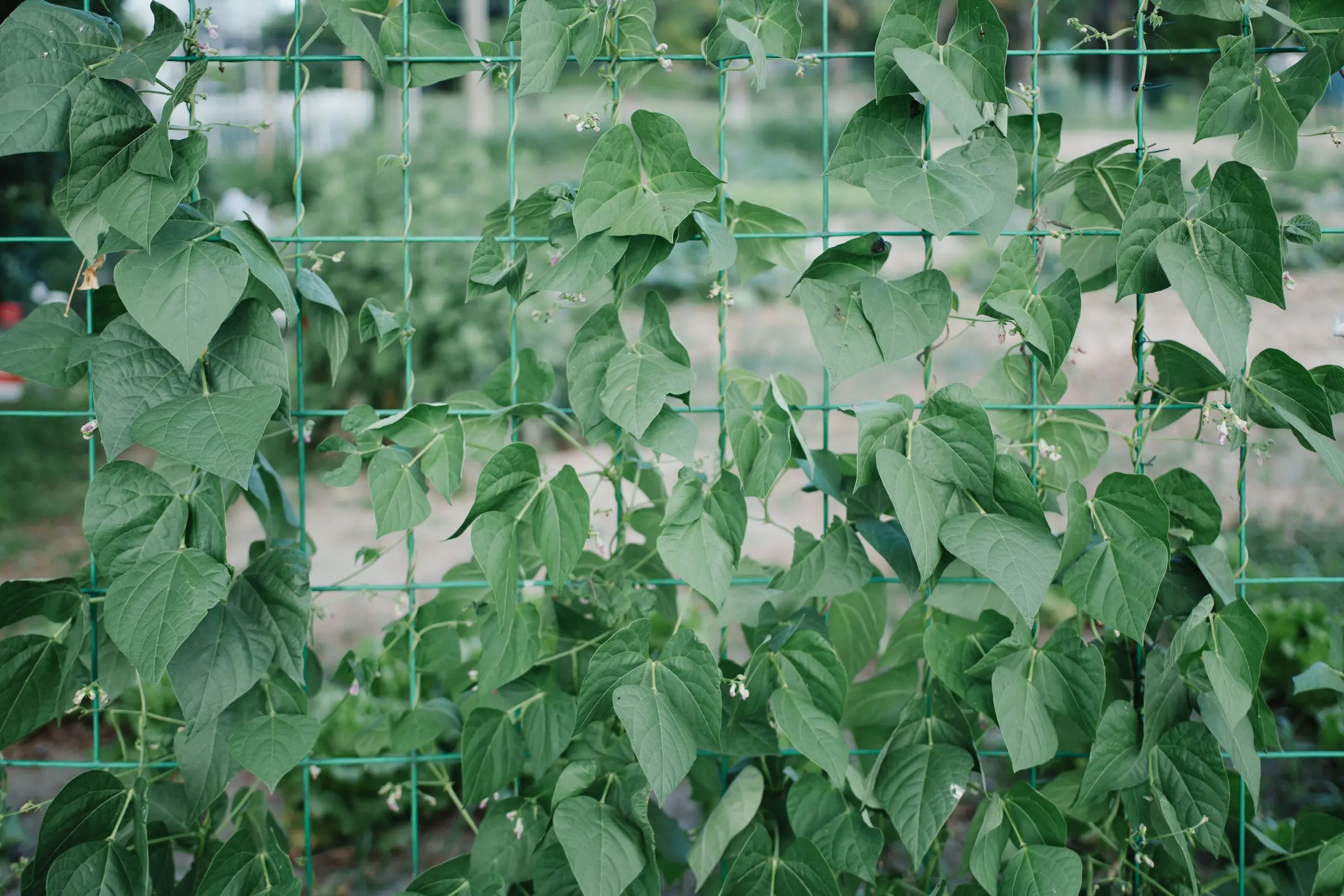 Green bean vines climbing a garden trellis