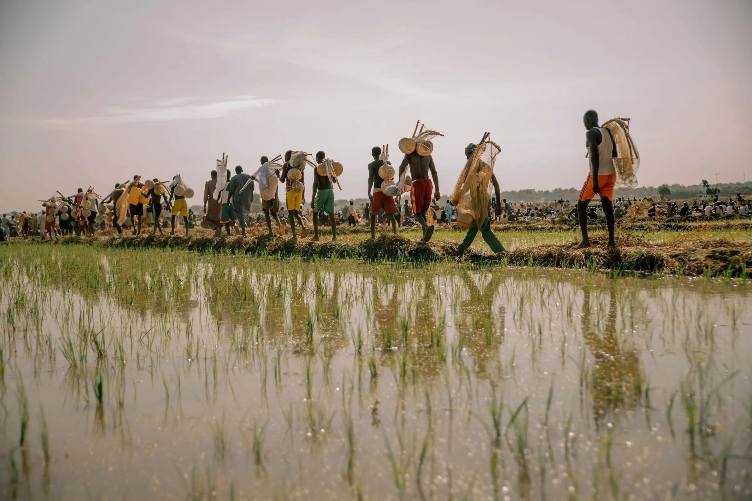A long line of people carrying loads walks along the edge of a flooded rice field
