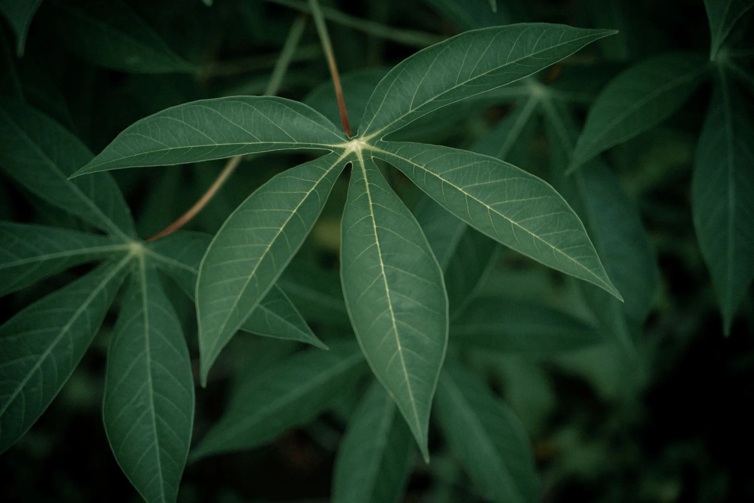Close-up of palmate cassava leaves in soft light