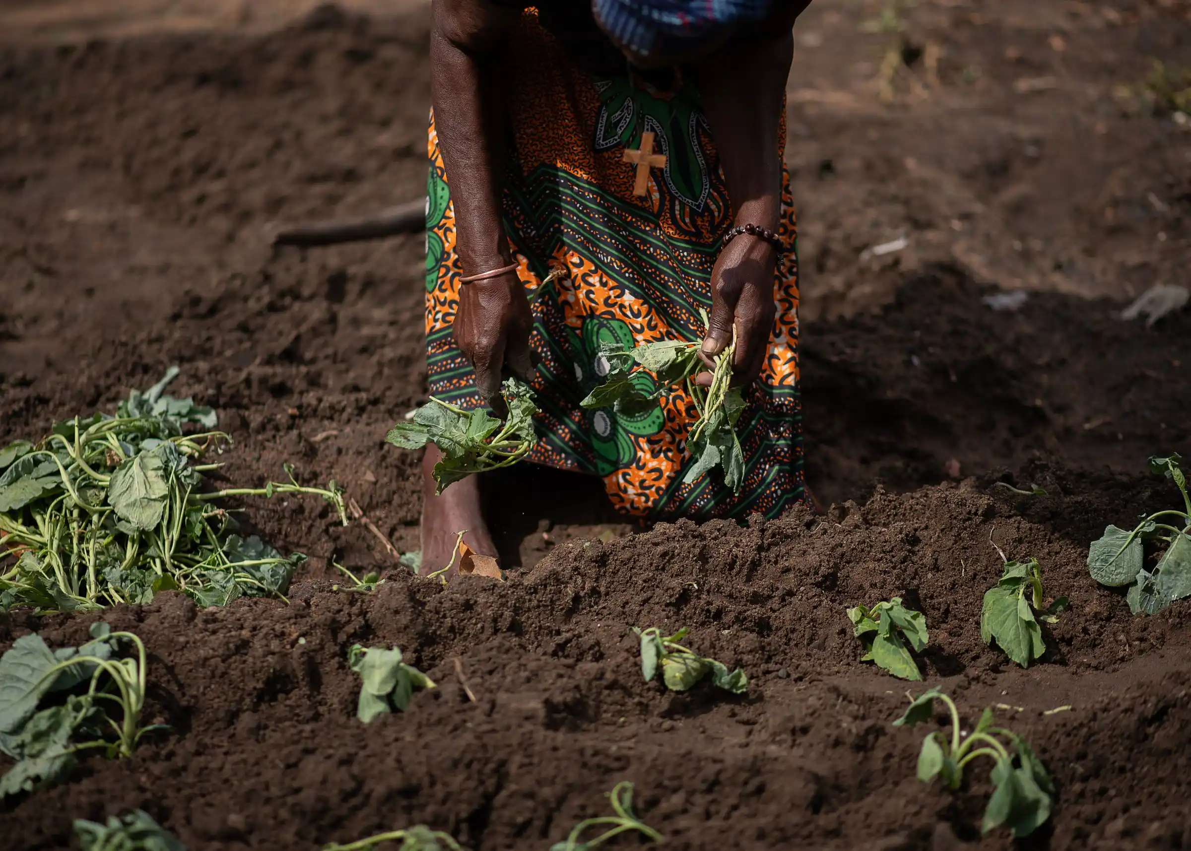 Hands plant spinach seedlings into dark soil