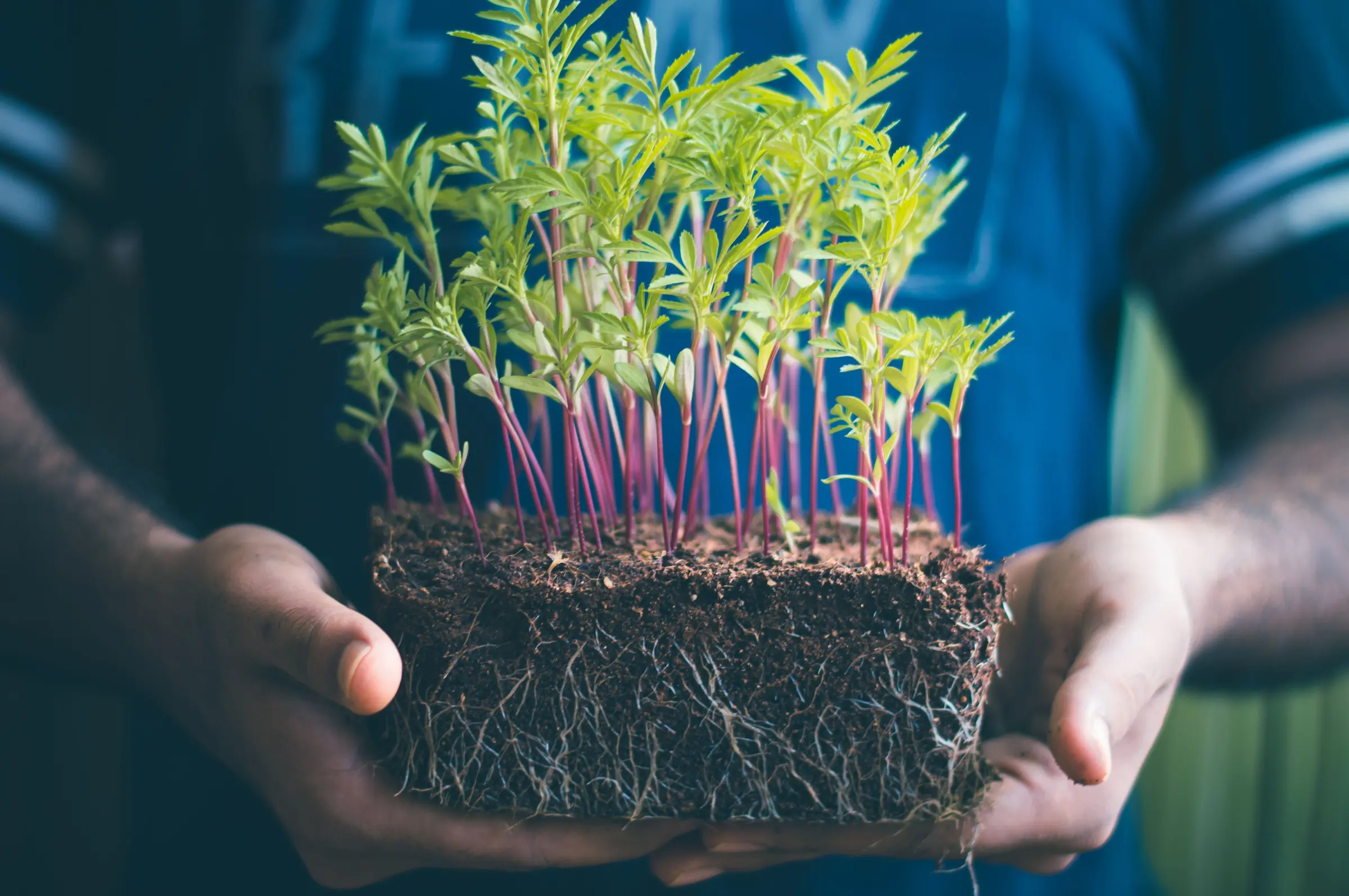 Hands holding a block of seedlings with their roots in soil