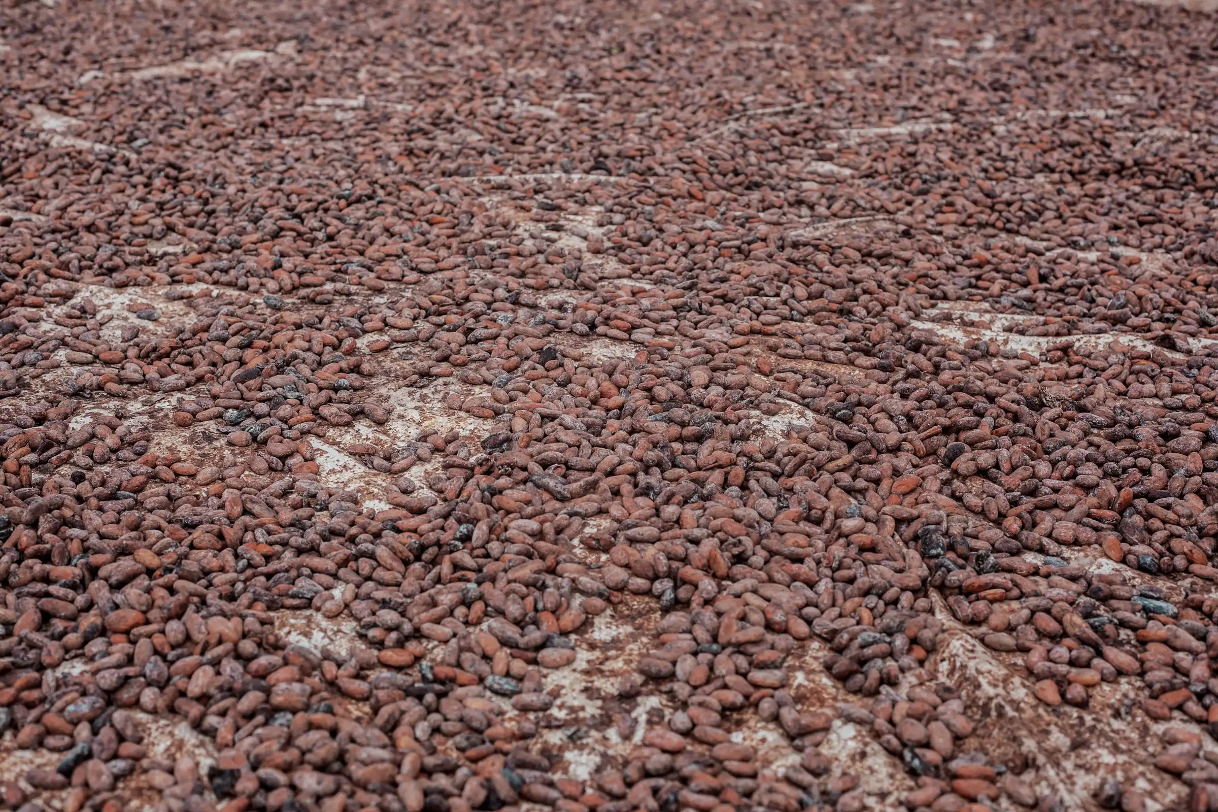 Cocoa beans spread out to dry