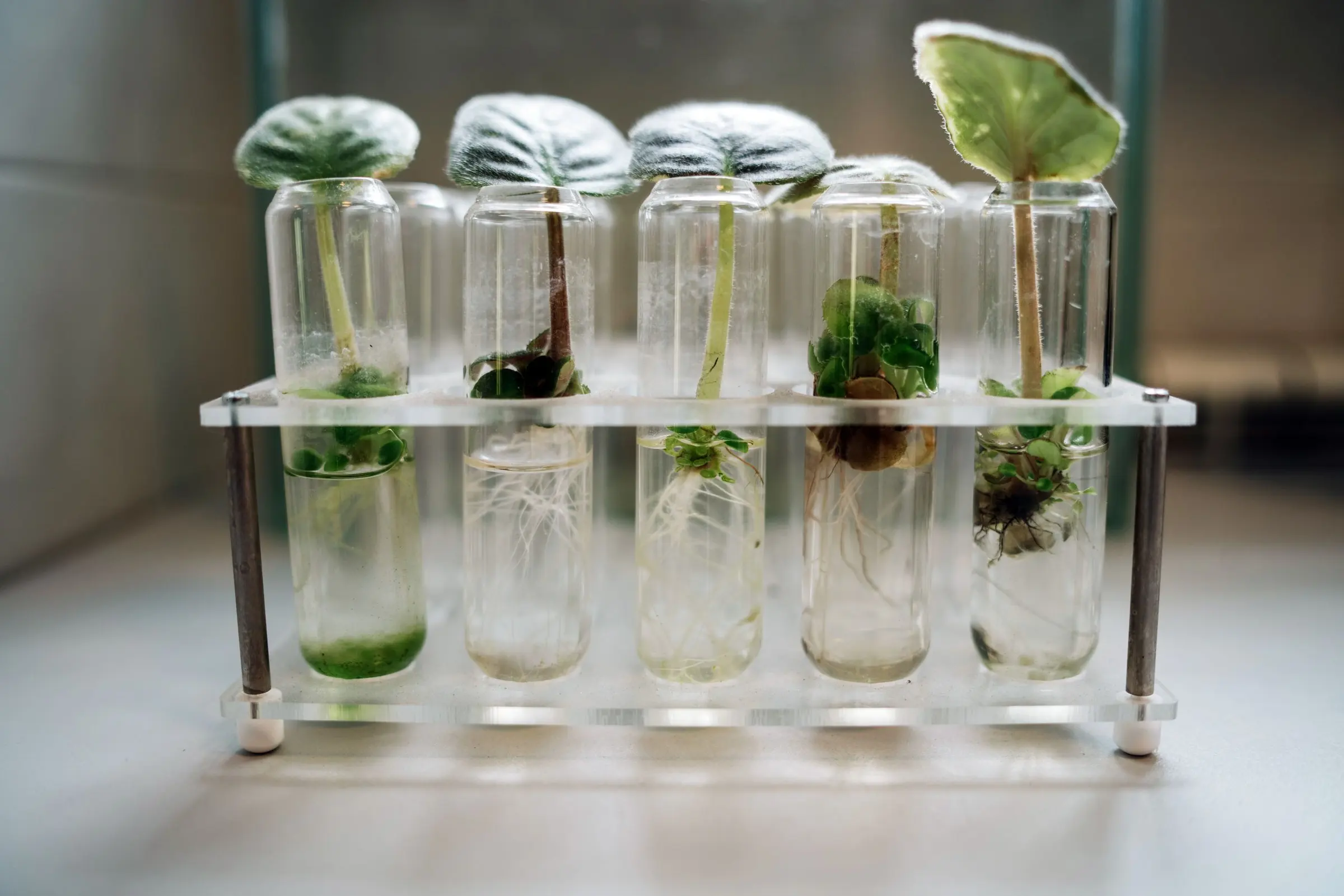 A rack of glass tubes holding plantlets and roots in culture medium