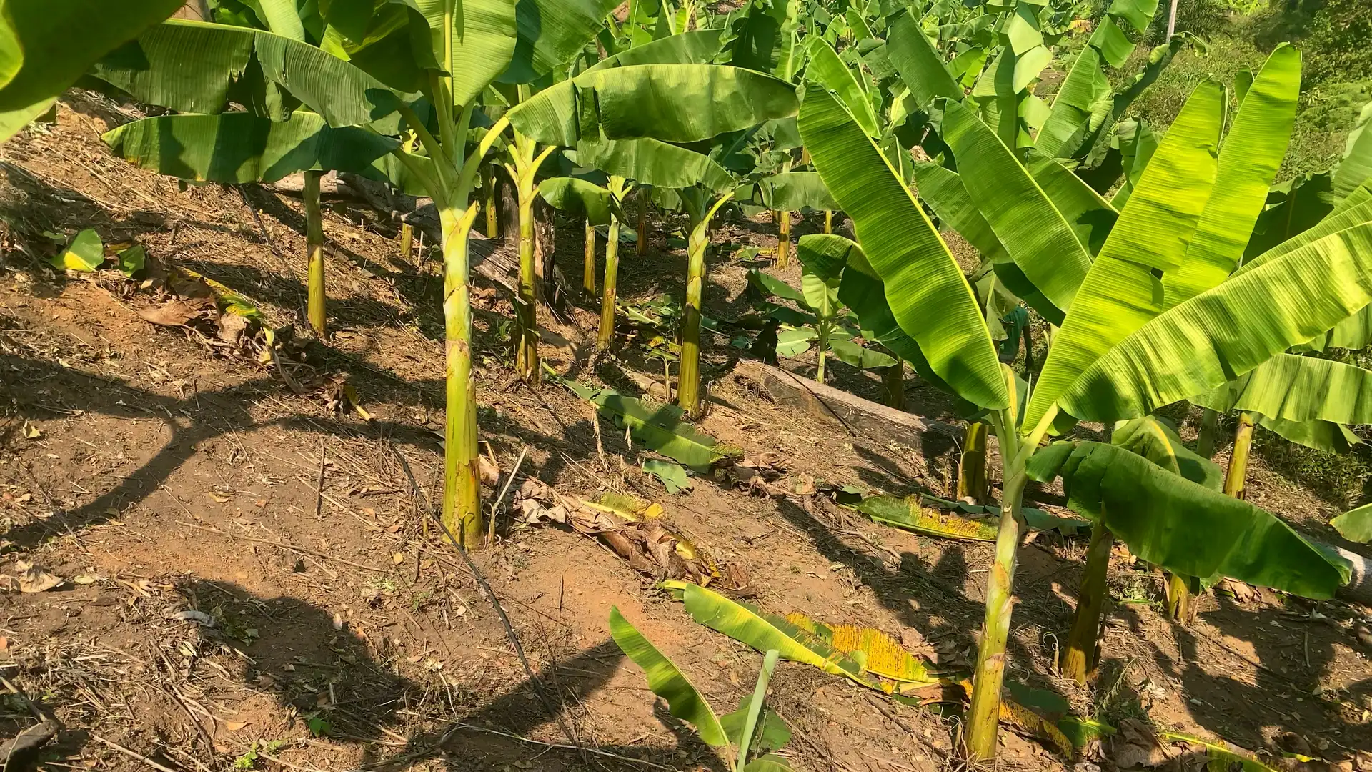 Rows of young plantain on a Mumita-managed farm in low sun