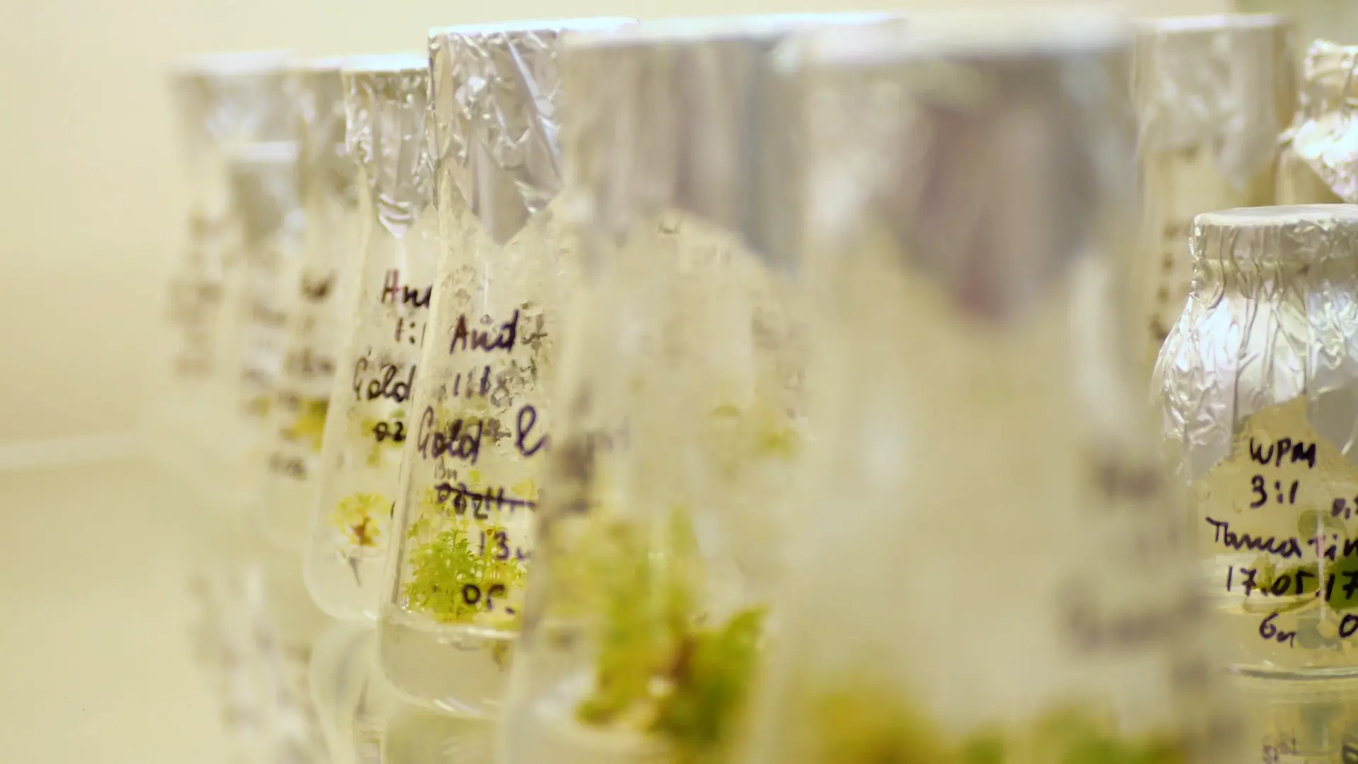 Glass flasks of plantlets growing in tissue culture, with handwritten labels