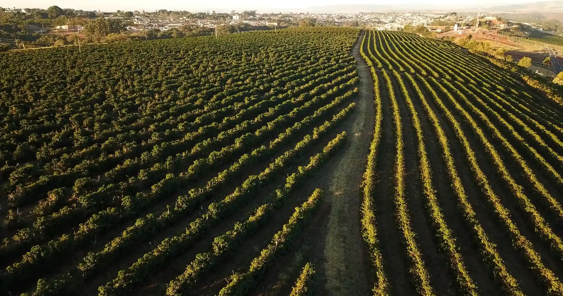 Drone view gliding along curved crop rows on red soil