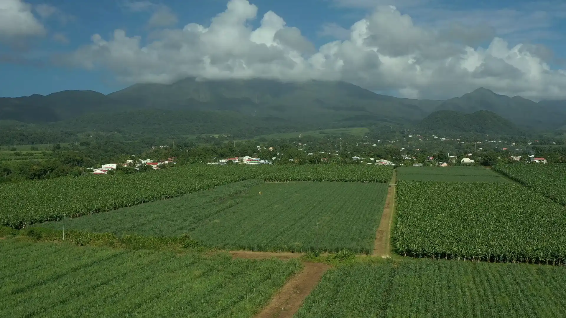 Aerial view of plantain fields in blocks, with a mountain range and clouds behind