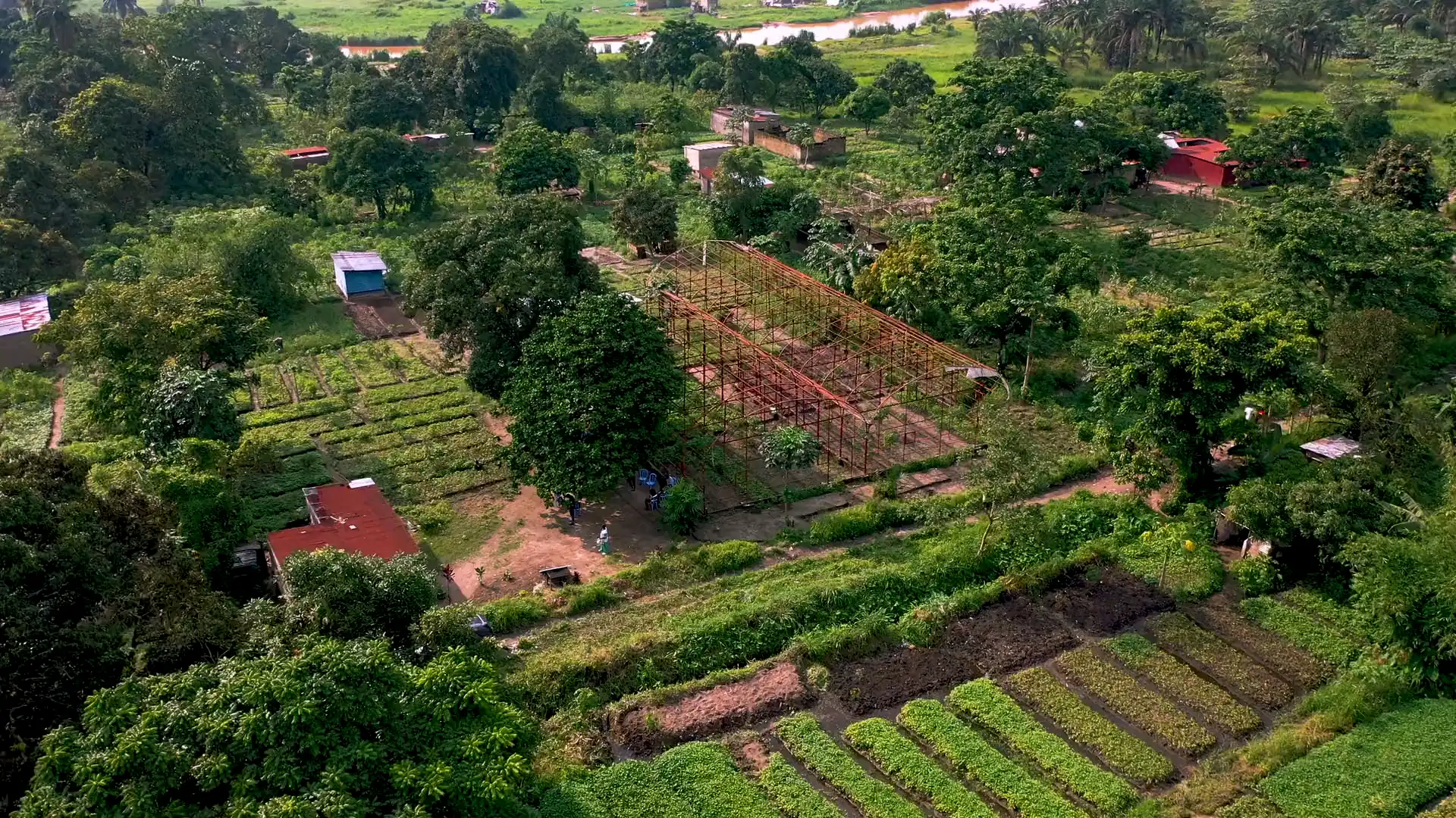 Aerial view of small market gardens, raised beds and tin roofs among trees