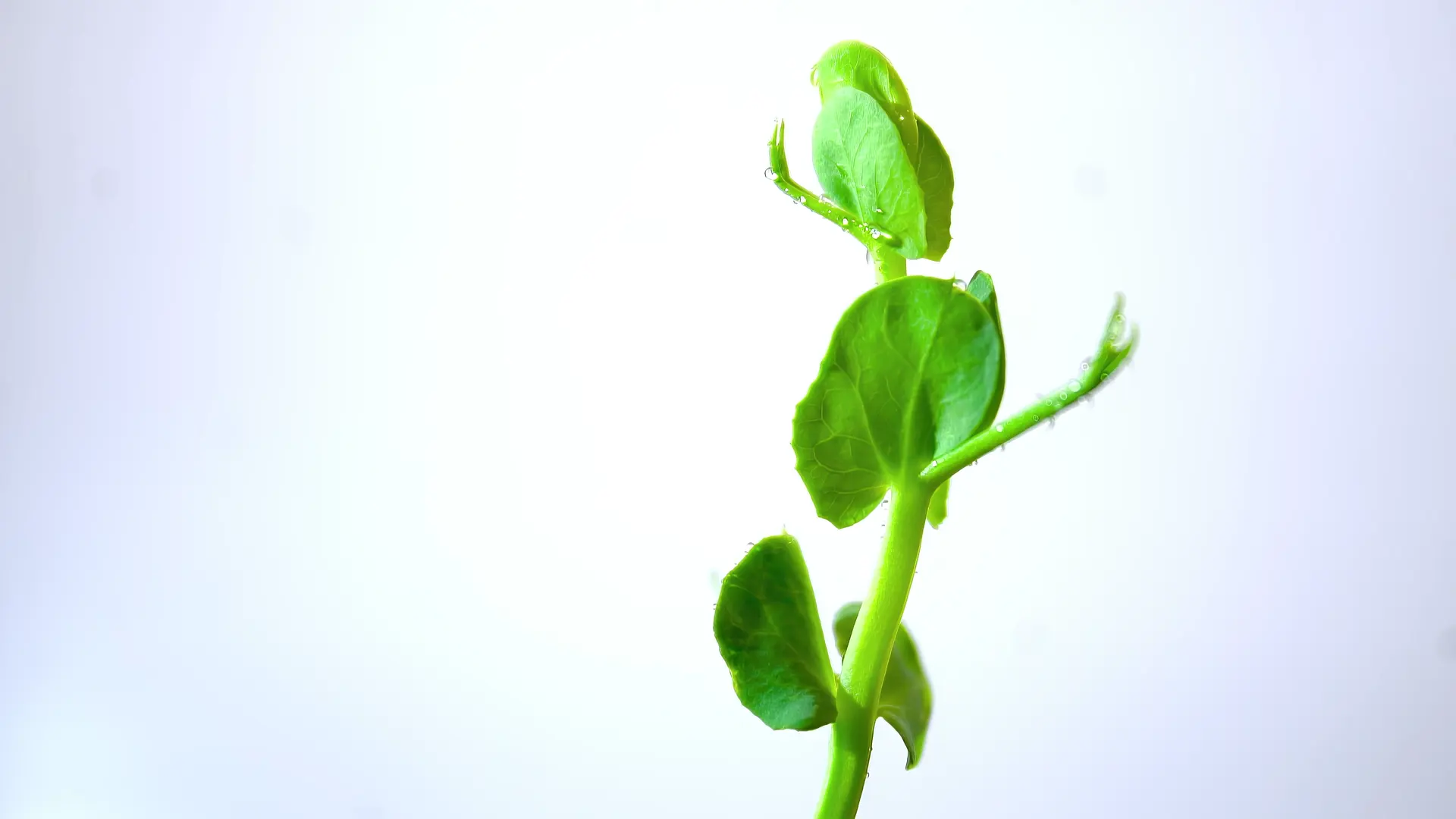 Time-lapse of a young pea seedling unfolding its leaves against a white background