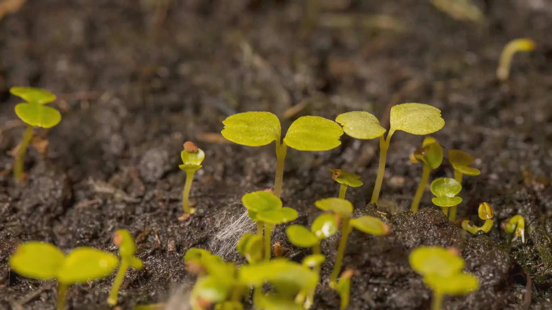 Time-lapse of pale green seedlings opening their first leaves in dark soil